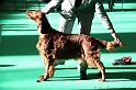 Crufts2011 048
